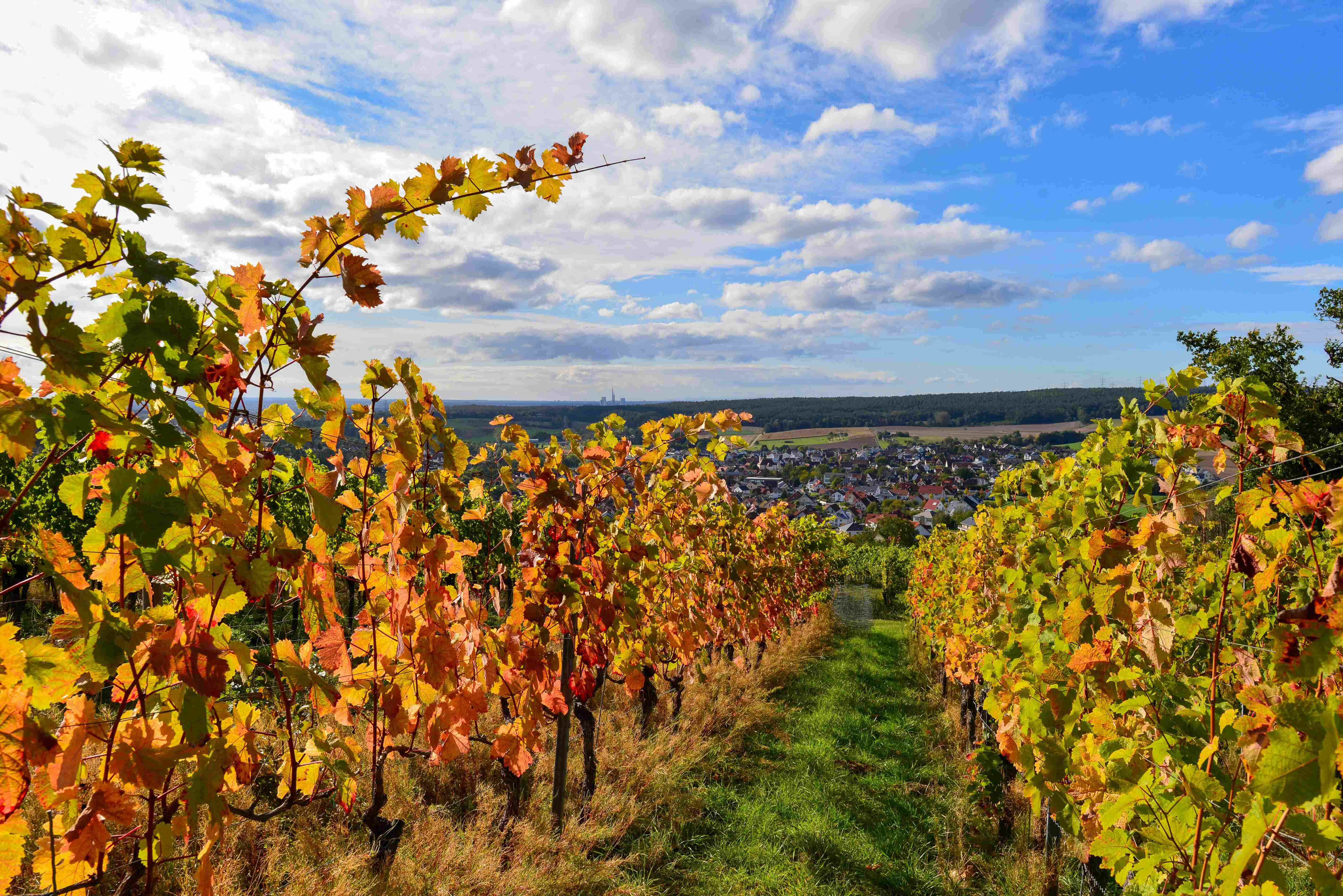 Weinberge Alzenau
